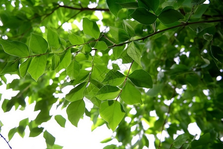 绿色树丛翠叶晶莹的树枝背景