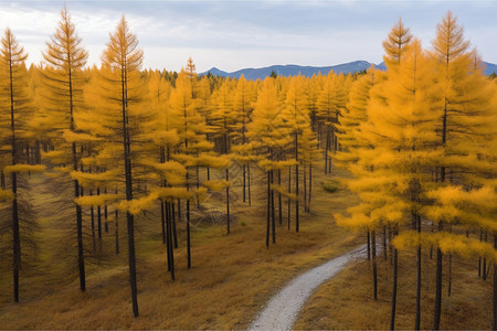 金黄色的秋天图片