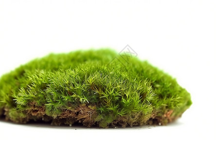 苔藓景观植物图片