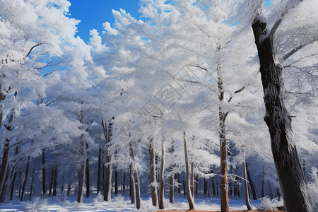 塞罕坝冬天的人工林高清图片
