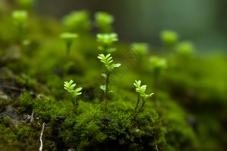 植物在苔藓上发芽背景图片