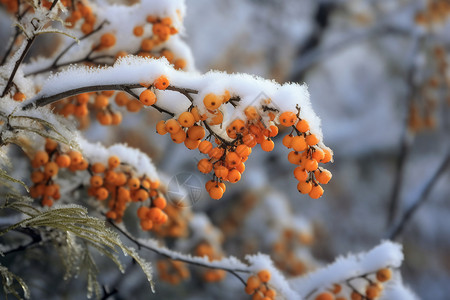 沙棘枝和雪背景图片