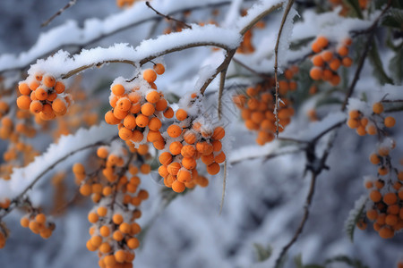 冬天树枝上的沙棘和雪背景图片