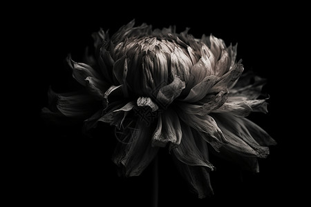 黑色氛围的花朵图片
