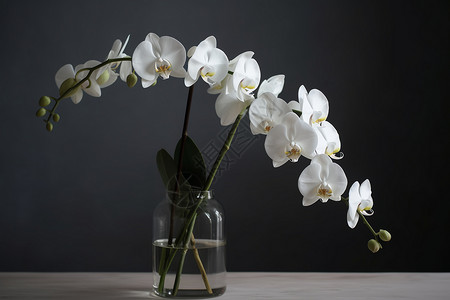美丽的白色兰花花束图片