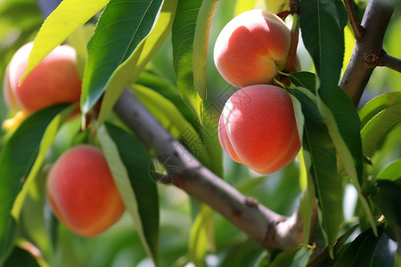 果园成熟的桃子图片