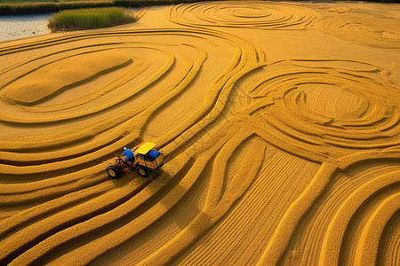 金黄稻田的自然景观图片