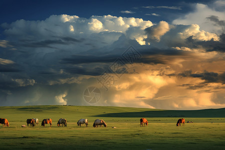 大草原放牧的景观图片