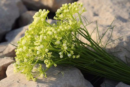 海茴香花拉丁海茴香高清图片