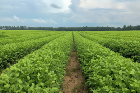 烟草种植种植农场的花生田背景