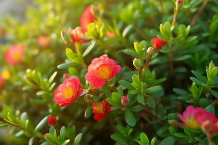 早晨花园里的马齿苋花，背景图片