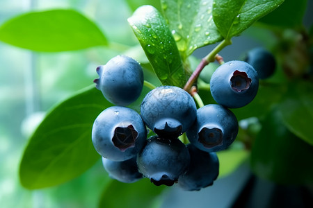 成熟蓝莓背景图片