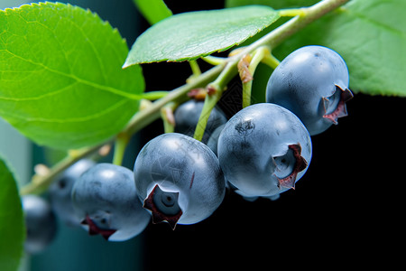 果实饱满的蓝莓背景图片