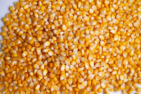 玉米脱粒谷物脱粒高清图片