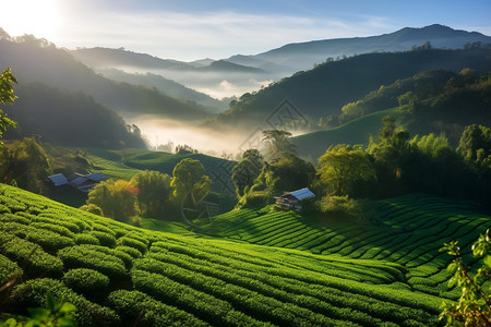 茶谷种植背景