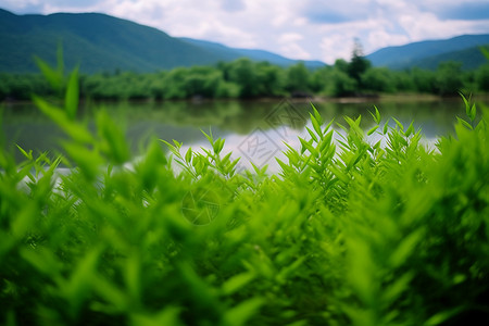 高山茶园图片