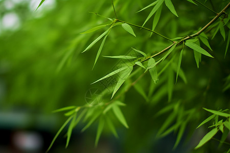 一丛矢量植物竹林竹子背景