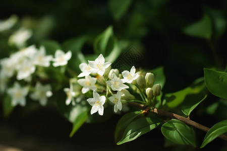 茉莉花园绽放的白色茉莉花背景
