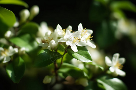 美丽绽放的茉莉花高清图片