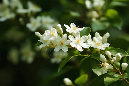 白色绿叶淡雅的茉莉花背景