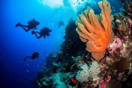 热带海底生物多样性图片