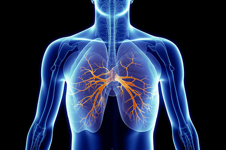人体肺的前视图高清图片