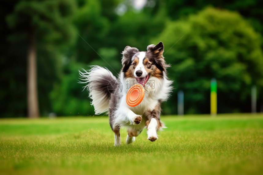 牧羊犬在玩游戏图片