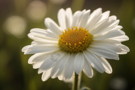 白色纯洁的雏菊背景图片