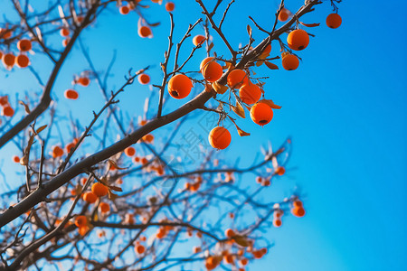 树木上的水果柿子图片
