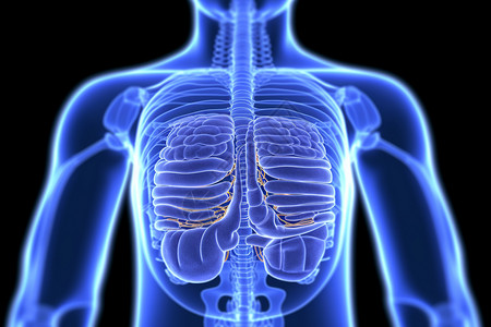 人体胸部器官背景图片