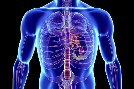 人体身体的器官背景图片