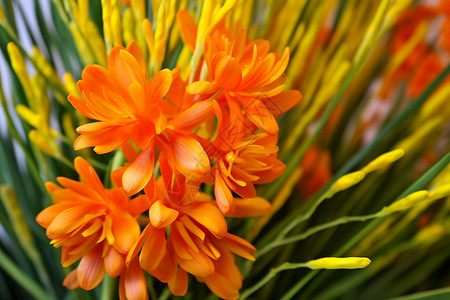 银黄色明亮的橙色花束高清图片