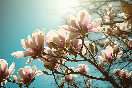 一棵开花的树粉白色的木兰树花朵插画