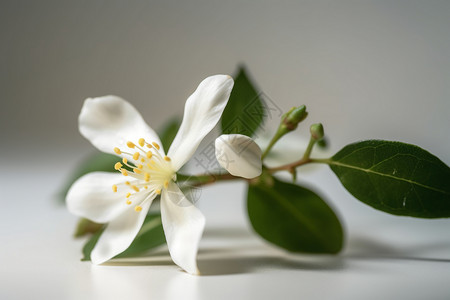 白色茉莉花背景图片