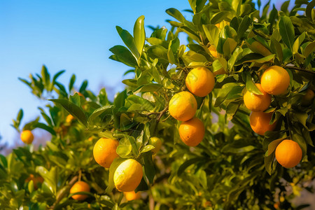 田野里的柠檬树背景图片