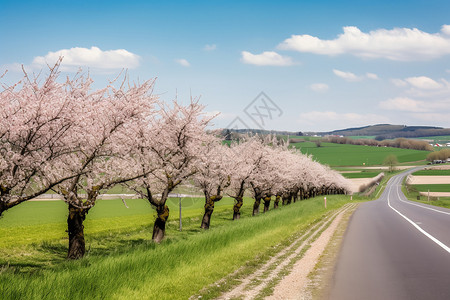 路边的桃花树背景图片