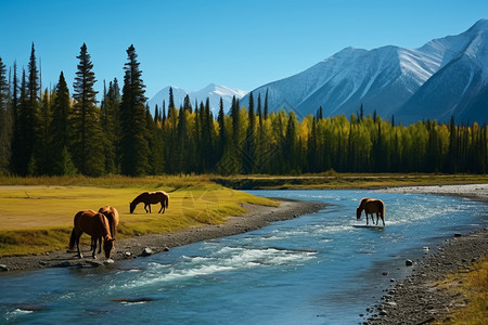 河流里喝水的马图片