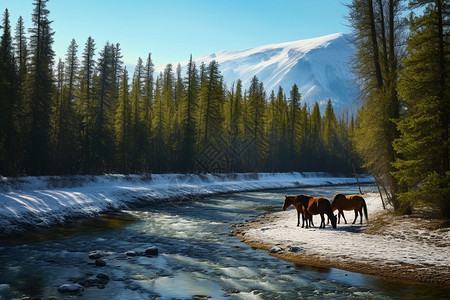 河流边上的马背景图片