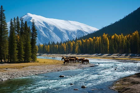 秋天的风景河边马群高清图片