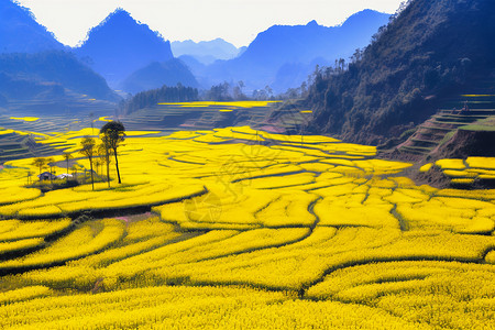 油菜花田图片