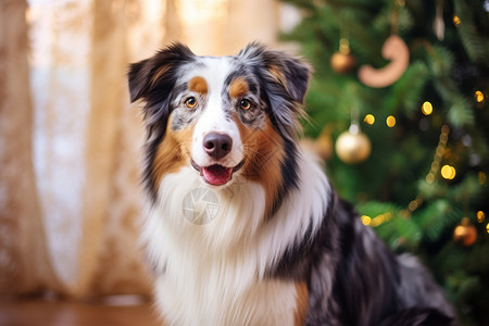 站在圣诞树旁的牧羊犬背景图片