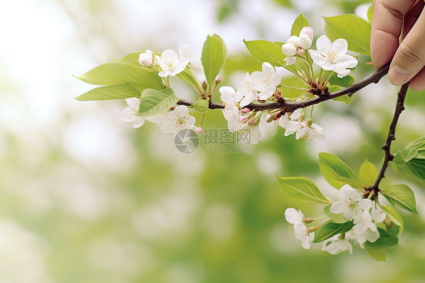 粉色樱花特写图片