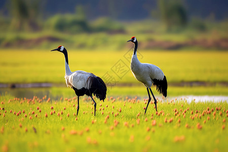 湿地草原上的黑颈鹤图片