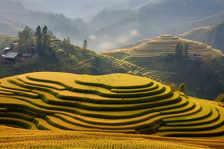 山区房屋秋季梯田水稻背景