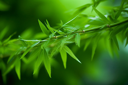 曲形针翠绿的竹叶背景
