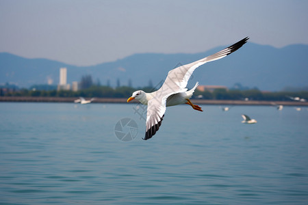 飞过一片时间海海面上飞翔的海鸥背景