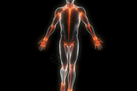 男性背部突出显示关节的男性人体设计图片