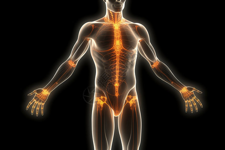 人物背部素材3d带有突出显示关节的男性人体设计图片