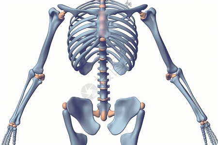 人体骨骼医疗胸廓高清图片