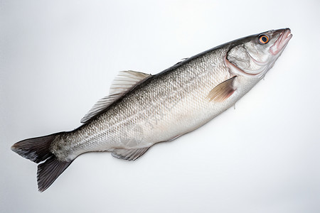 营养的鳕鱼海鱼养殖高清图片
